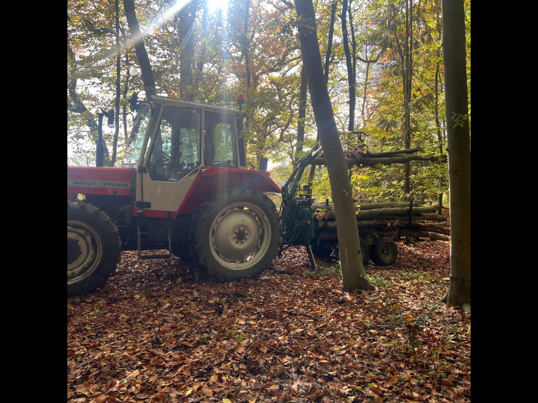 Tractor with timber trailer in autumn woodland at Little Acres Firewood